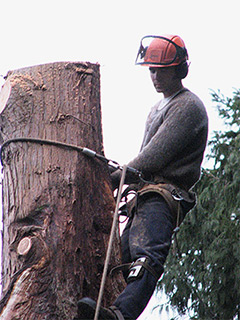 Tree Service, Sunshine Coast, BC