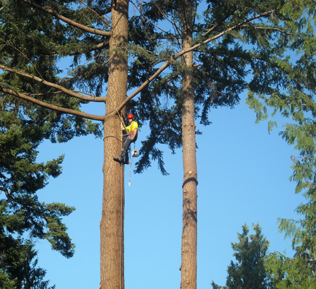 Tree Service, Sunshine Coast, BC