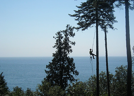 Tree Service, Sunshine Coast, BC