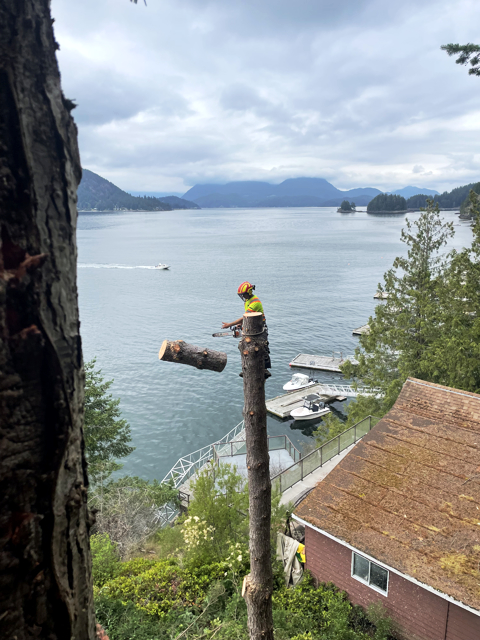 gibsons-tree-services-island-trees-02