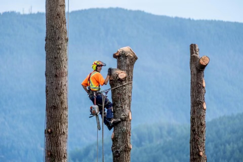 gibsons-tree-services-island-trees-03