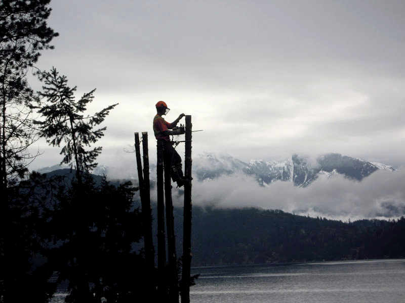 gibsons-tree-services-island-trees-04